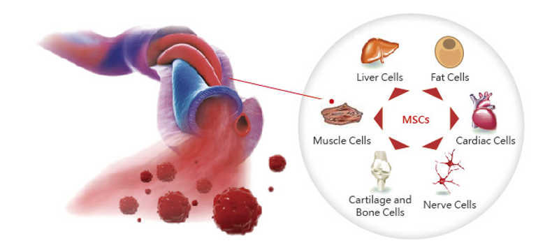Stem cells can transform into other type of cells